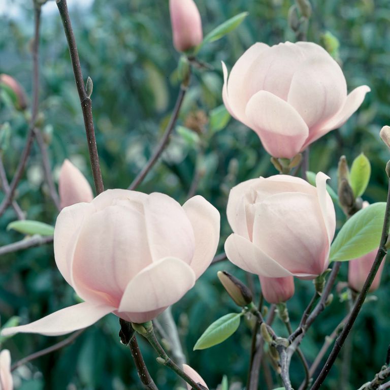 Magnolia Dolly Horn
