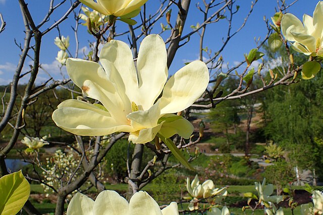 Magnolia Elizabeth