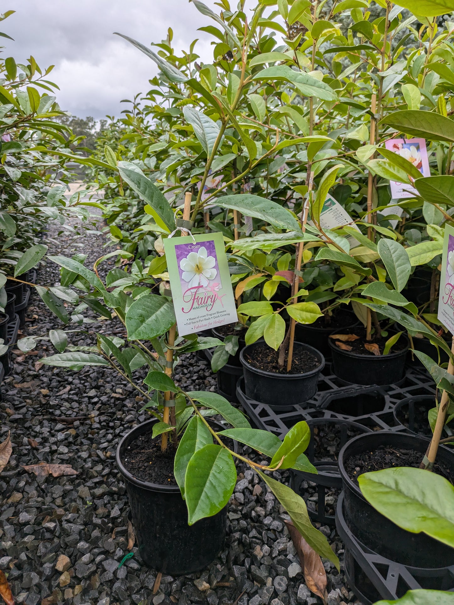 Magnolia Fairy Cream