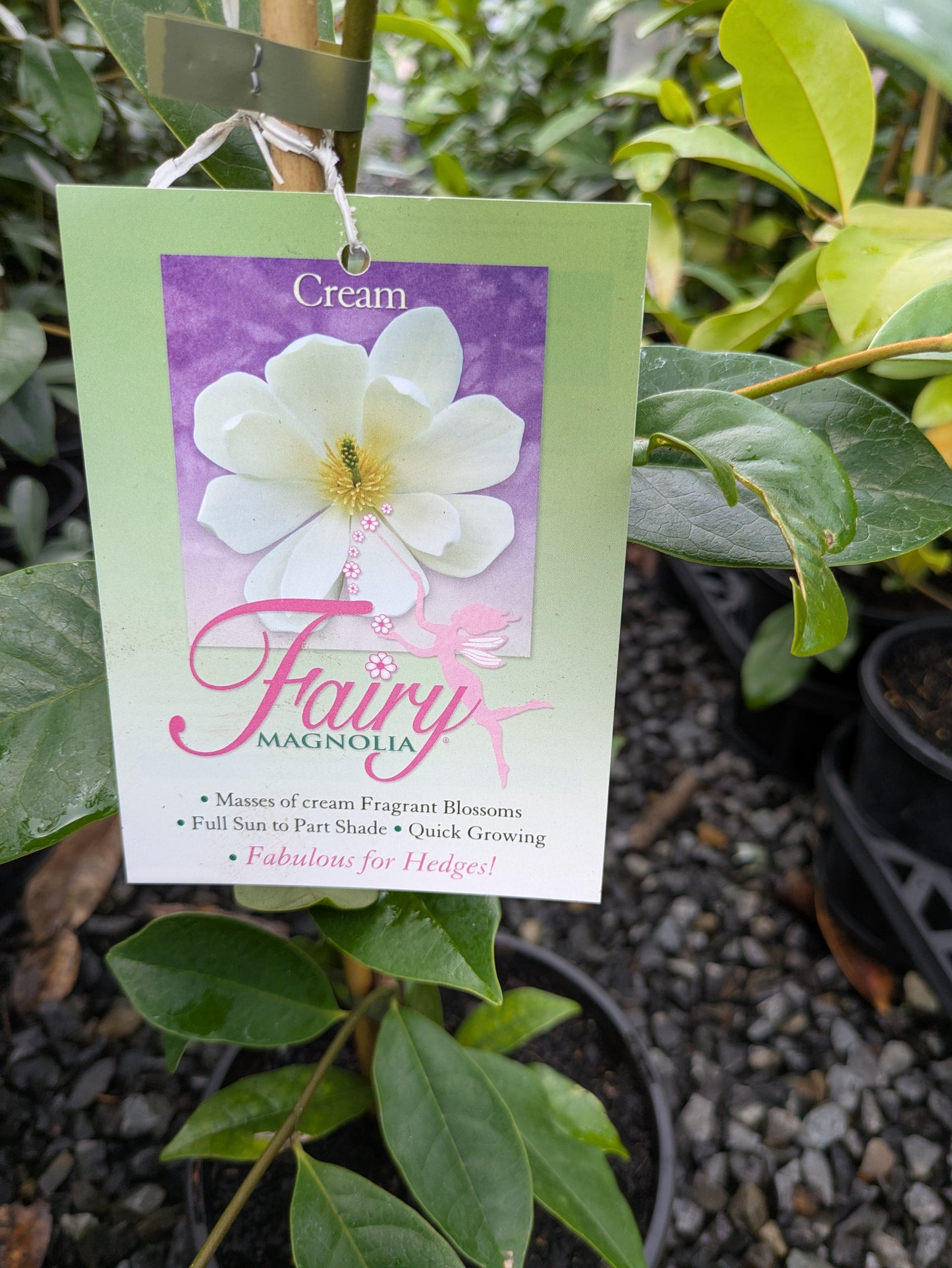 Magnolia Fairy Cream