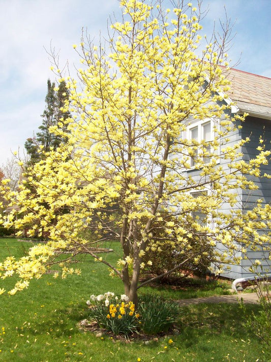 Magnolia Gold Star