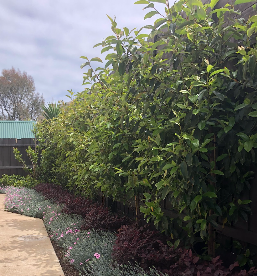 Magnolia Inspiration