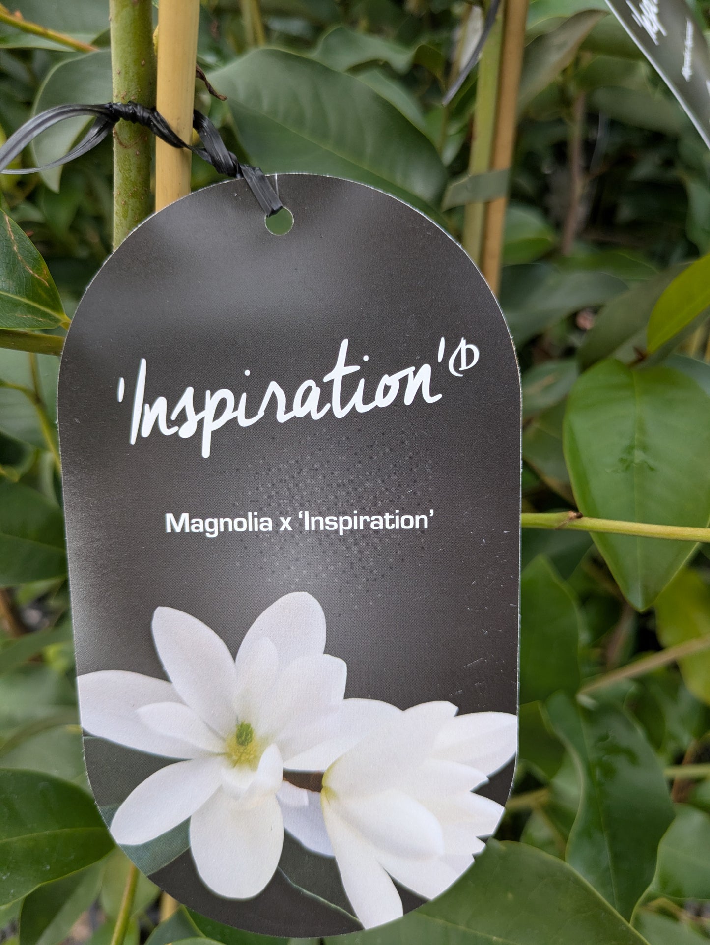 Magnolia Inspiration