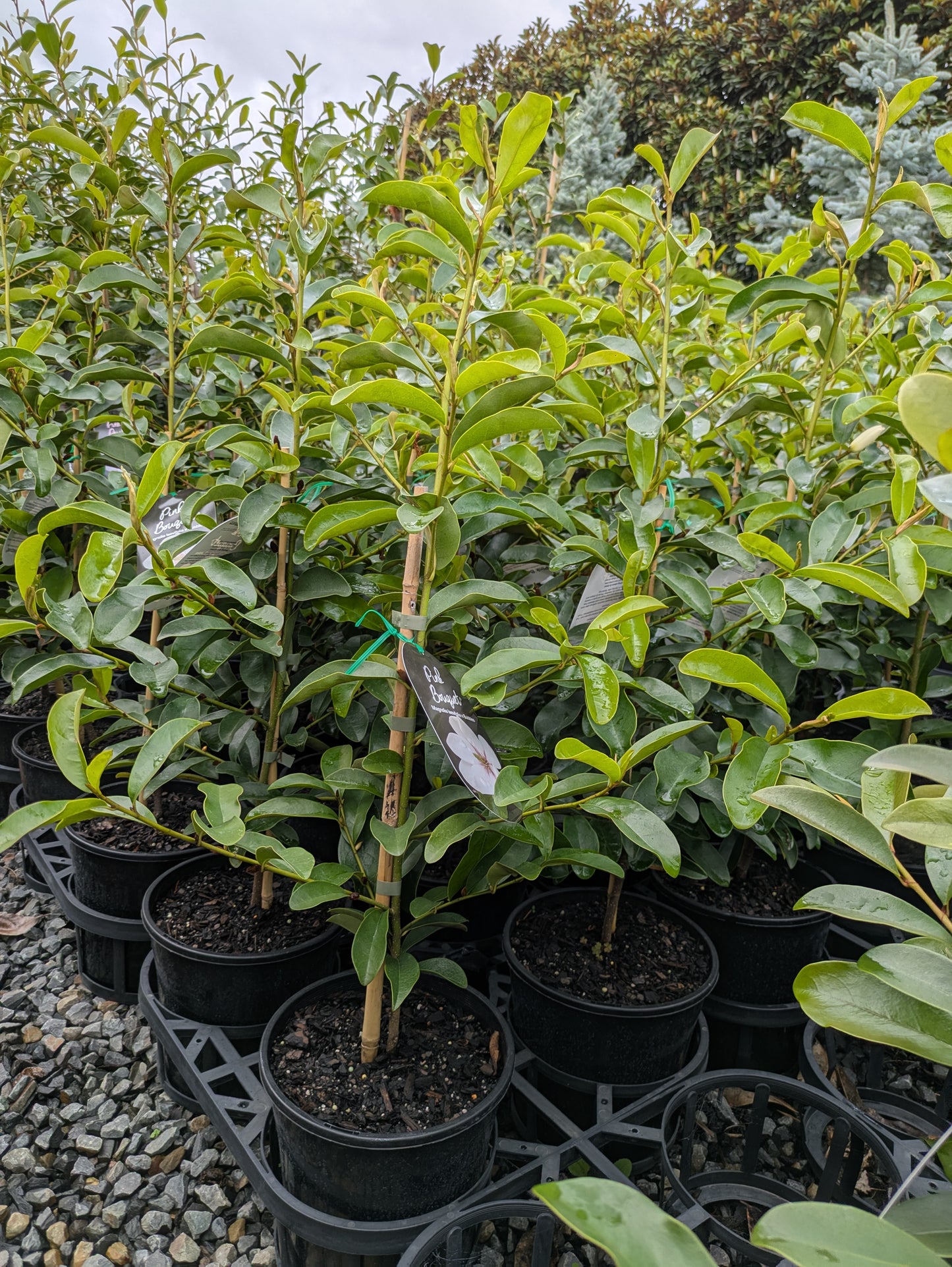 Magnolia Pink Bouquet