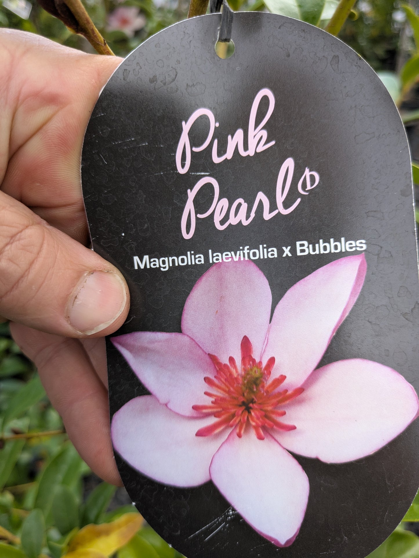 Magnolia Pink Pearl