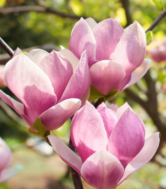 Magnolia Rickii