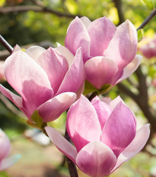 Magnolia Rickii