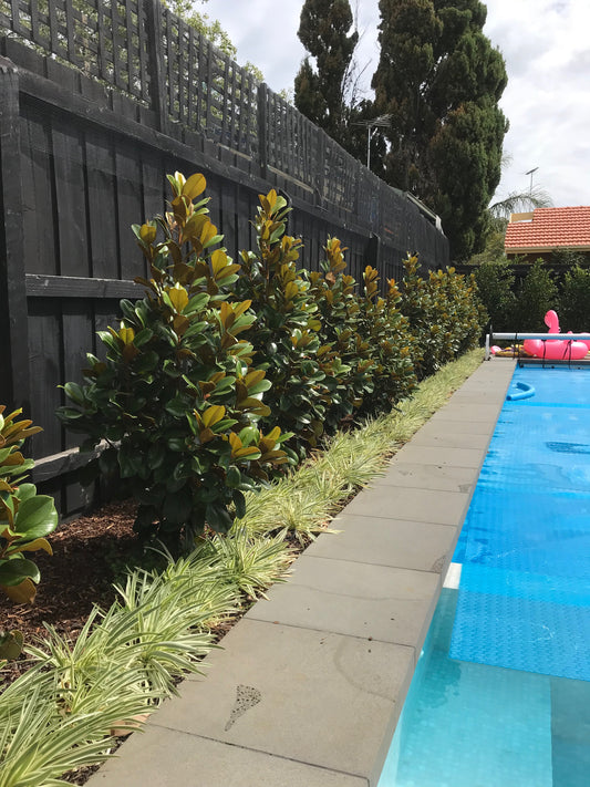 Magnolia grandiflora Teddy Bear