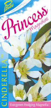 Magnolia (Parcind)  ParadiseĀ® Princess Cinderella