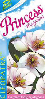 Magnolia (Parcleo) Paradise® Princess Cleopatra