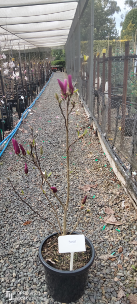 Magnolia Susan