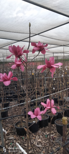 Magnolia x soulangeana 'Vulcan'