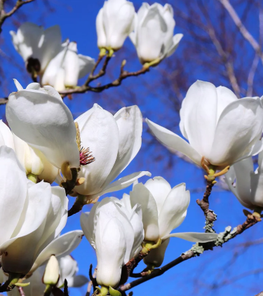 Magnolia denudata