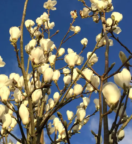 Magnolia denudata Yulan