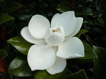 Magnolia grandiflora Coolwyn Gloss