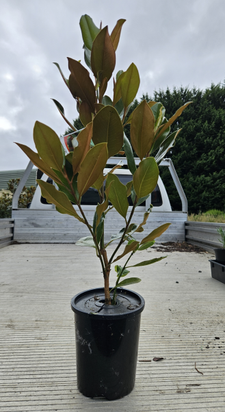 Magnolia grandiflora 'Little Gem'