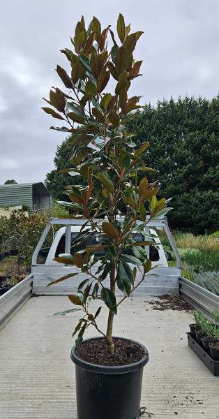 Magnolia grandiflora 'Little Gem'