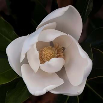 Magnolia grandiflora Sweet Spire