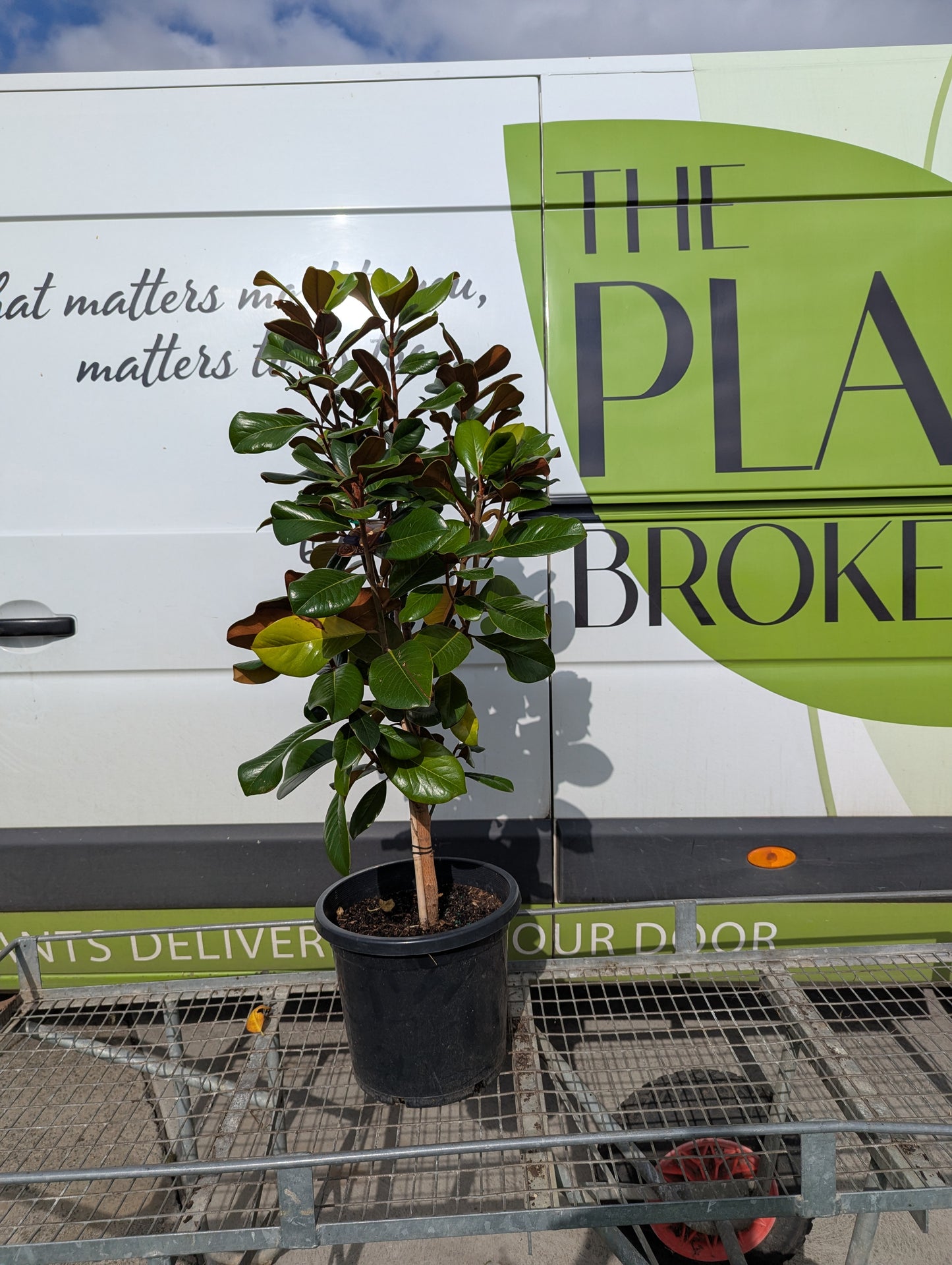 Magnolia grandiflora Teddy Bear