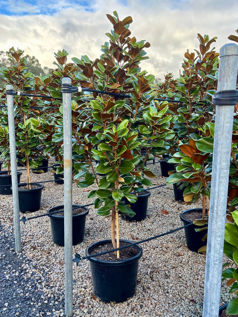 Magnolia grandiflora Teddy Bear