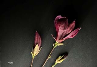 Magnolia liliiflora Nigra