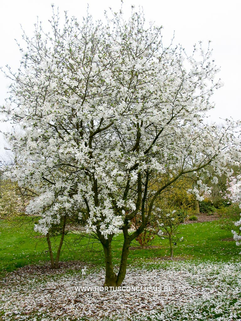 Magnolia loebneri Ballerina