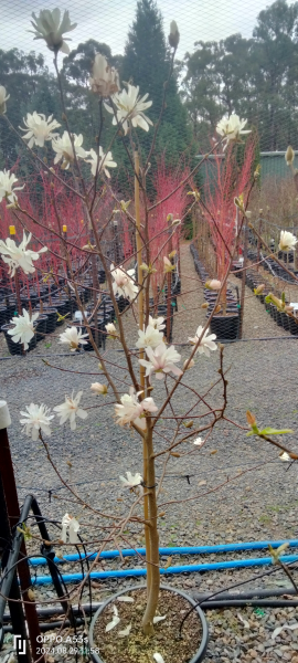 Magnolia loebneri Ballerina