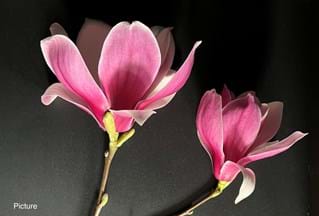 Magnolia soulangeana Picture