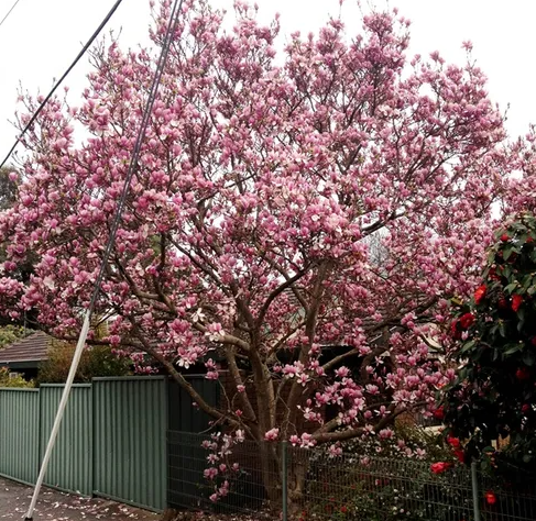 Magnolia soulangeana 'Burgundy Glow'