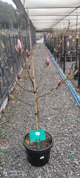 Magnolia soulangeana 'Burgundy Glow'