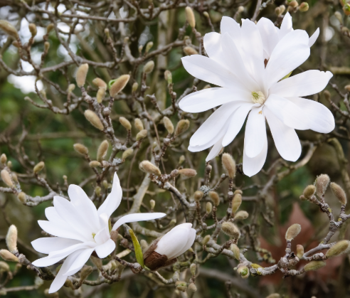 Magnolia stellata