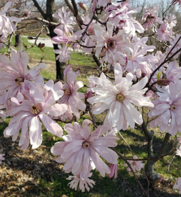 Magnolia stellata 'Rosea'