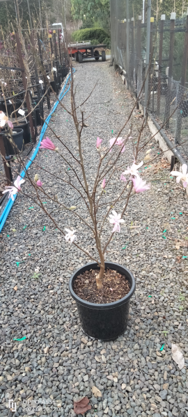 Magnolia stellata 'Rosea'
