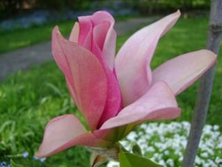 Magnolia x. soulangeana Daybreak