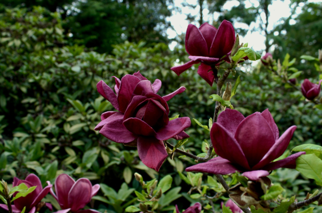 Magnolia x 'Genie' pbr