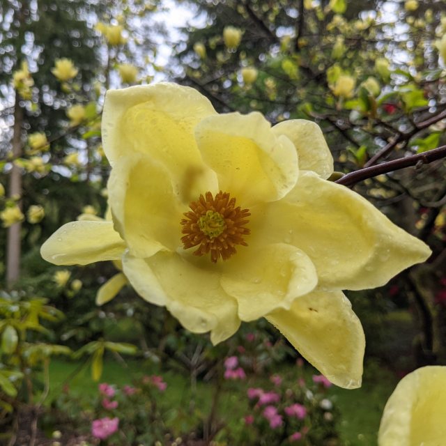 Magnolia x soulangeana Lois