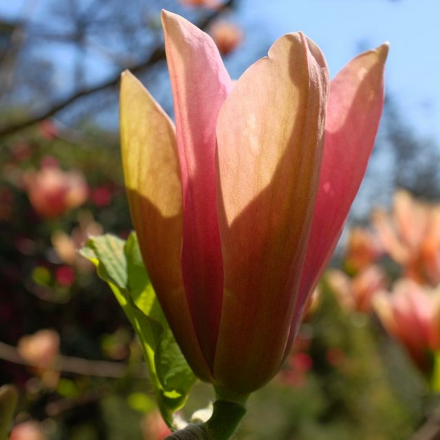 Magnolia x soulangeana Peachy