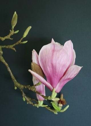Magnolia x soulangeana Pink
