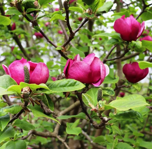 Magnolia x soulangeana 'Black Tulip' pbr