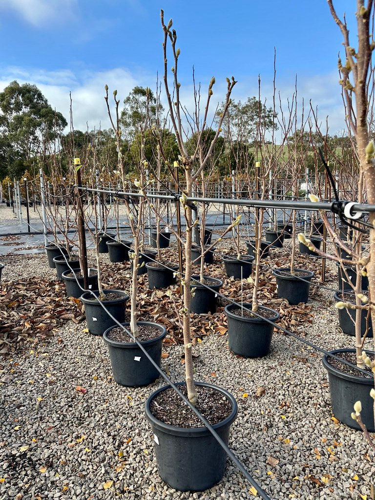 Magnolia x soulangeana 'Cameo'