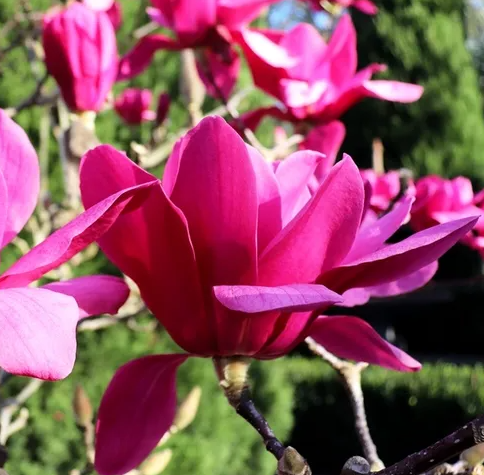 Magnolia x soulangeana 'Vulcan'