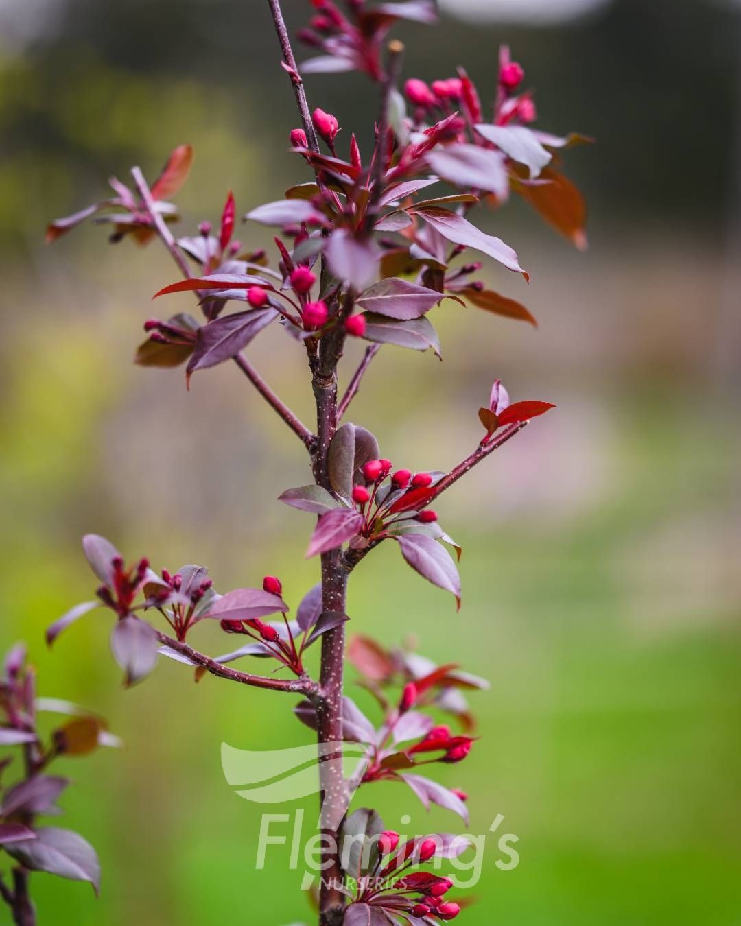 Malus Crimson Knight