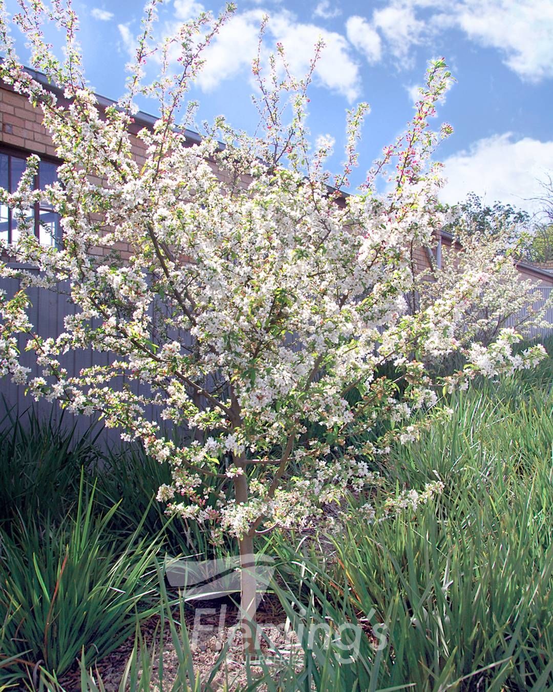 Malus Sutyzam Sugar Tyme