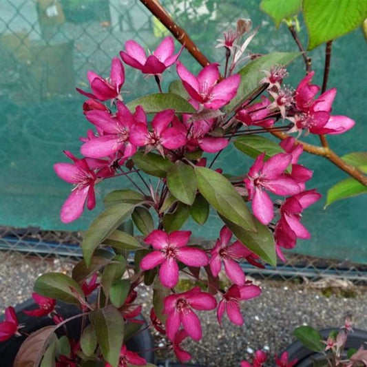 Malus 'Rejoice' (Rejzam)