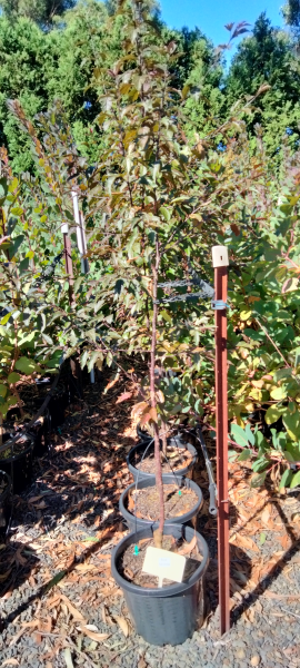 Malus 'Royal Raindrops'