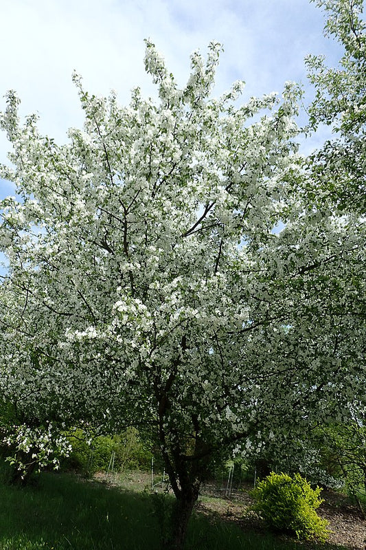 Malus floribunda