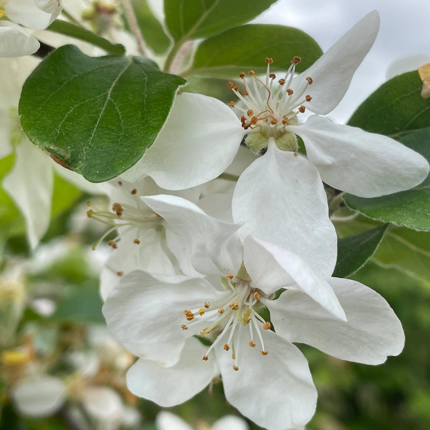 Malus x atrosanguinea 'Gorgeous'