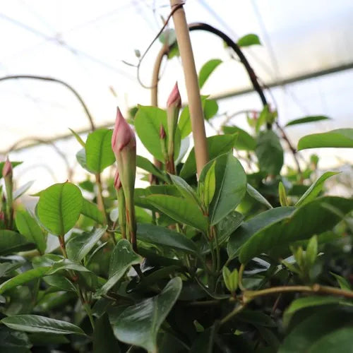 the plant broker
