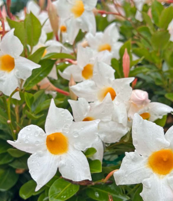 Mandevilla 'Aloha Bright White' pbr