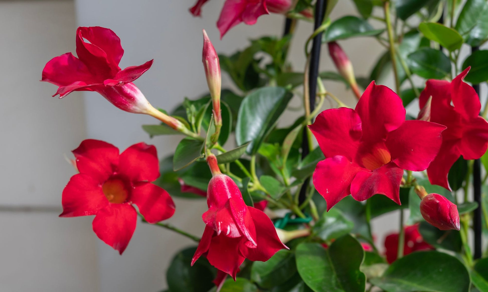 the plant broker